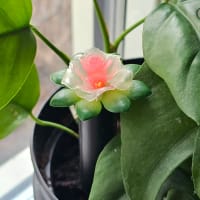 LED-lampa som visar fuktnivån i jord