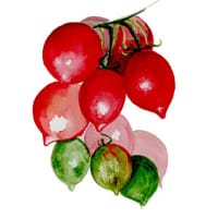 Frö till Vintertomat 'Kenneth’s Piennolo'