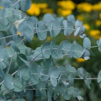 Eucalyptus 'Silverdollar'