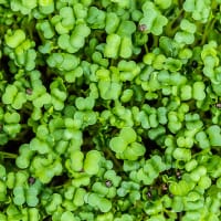Frö till Mikroblad Broccoli, ekologisk