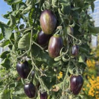 Tomat 'Brad's Atomic Grape', ekologisk