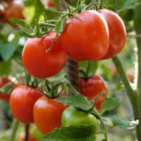 Tomat 'Kremser Perle', ekologisk