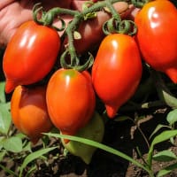 Frö till Tomat 'Pantelli', ekologisk