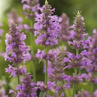 Frö till Agastache pallidiflora