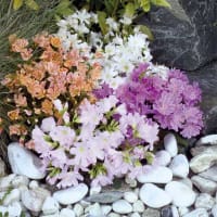 Broklewisia 'Sunset Strain'