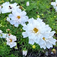 Cosmos FIzzy White