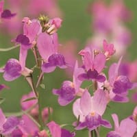 Färgsporre 'Fantasista Pink'
