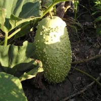 Flaskkurbits 'Verruqueuse de Maurice'