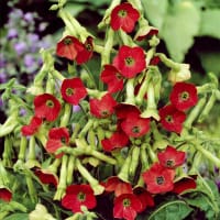 Klocktobak 'Tinkerbell'