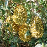 Cucumis africanus