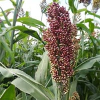 Frö till Durra 'Milaan Red'