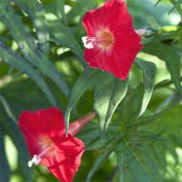 Kardinalstjärnvinda