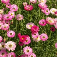 Roseneternell 'Brilliant Rose'