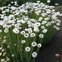 Roseneternell 'Pierrot White'