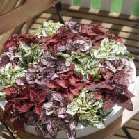 Rosenstänk 'Confetti Compact' mix