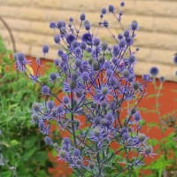 Rysk Martorn 'Blue Glitter'