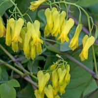 Slingerhjärta 'Golden Tears'