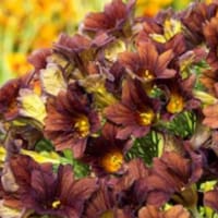 Trumpetblomma 'Cafe au lait'