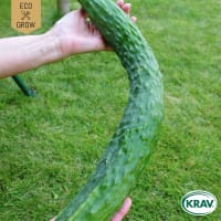 Slanggurka 'Sooyow Nishiki', ekologisk