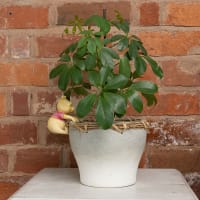 Krukdekoration Nalle Puh klättrar