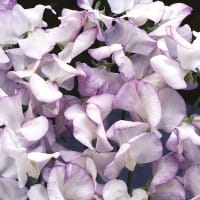 Luktärt 'Lilac Ripple'