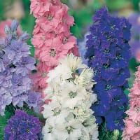Riddarsporre 'Hyacinth Dwarf Mixed'