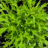 Frö till Mizunakål, ekologisk