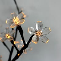 Ljusslinga Bloom