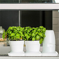 Minigarden Basic M Pots vit med krukväxter