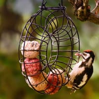 Fågelmatare cirkel för talgbollar