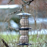 Fågelmatare med talgbollar i träd