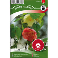 Frö till Klockmalva / Blomsterlönn, Abutilon x hybridum, mix