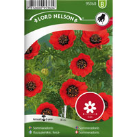 Frö till Sommaradonis, Adonis aestivalis L.