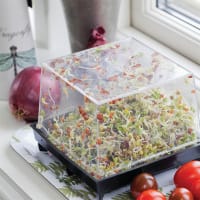 Odlingsbox för groddar