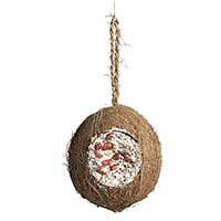 urgröpt kokosnöt med fyllning