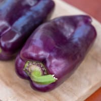 Frö till Snackpaprika, Capsicum annuum 'Snacking Purple'