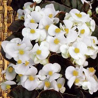 Frö till Begonia - Ostas,  white