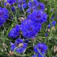 Blåklint 'Blue Diadem'