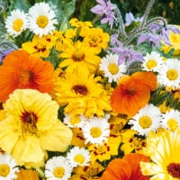 Blomstermix , vita, gula, orange sommarblommor