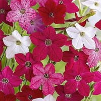 Frö till Blomstertobak 'Sensation