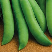 Märgärt 'Progress N.9', ekologisk