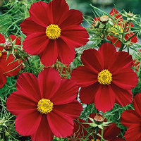 Frö till Rosenskära Cosmos Sensation Carmine