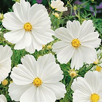 Frö till Rosenskära Cosmos Sensation White