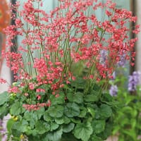 Blodalunrot 'Firefly'