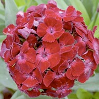 Frö till Borstnejlika - Oeschberg