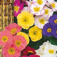 Frö till Gullviva - Colossea