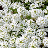 Frö till Krassling - Snowloth