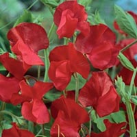 Frö till Luktärt - Welcome