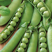 Frö till Märgärt - Lincoln