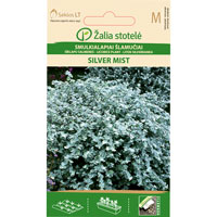 Fröer till Rabatteternell, Helichrysum microphyllum ‘Silver Mist’